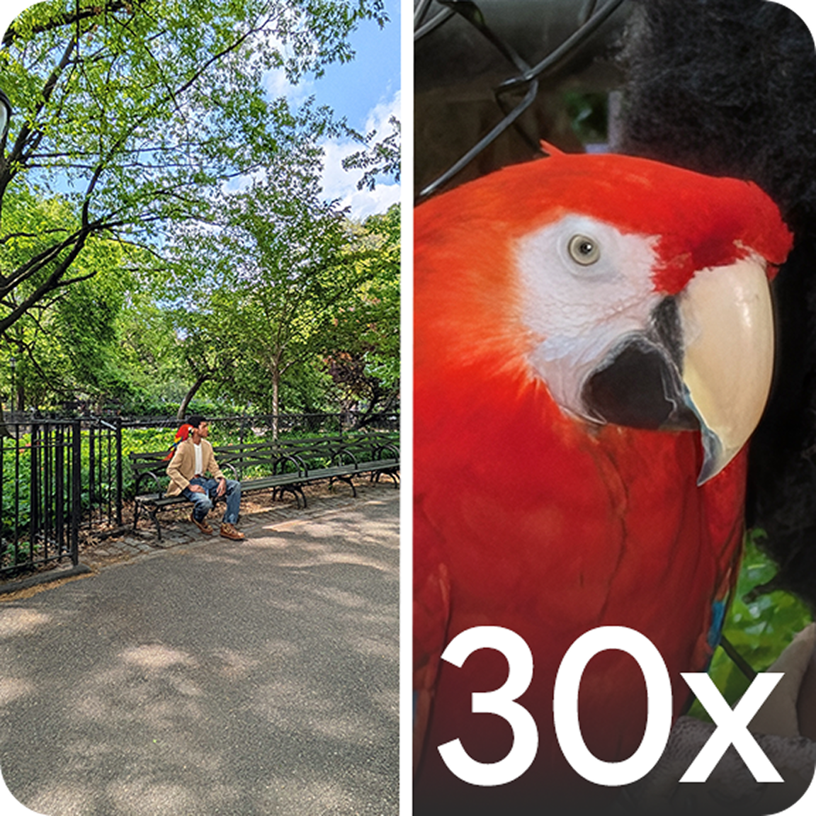 Man sitting in a Park, with a parrot on his shoulder ; Zoomed-in image of a parrot.